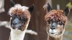 Image of two Alpacas 